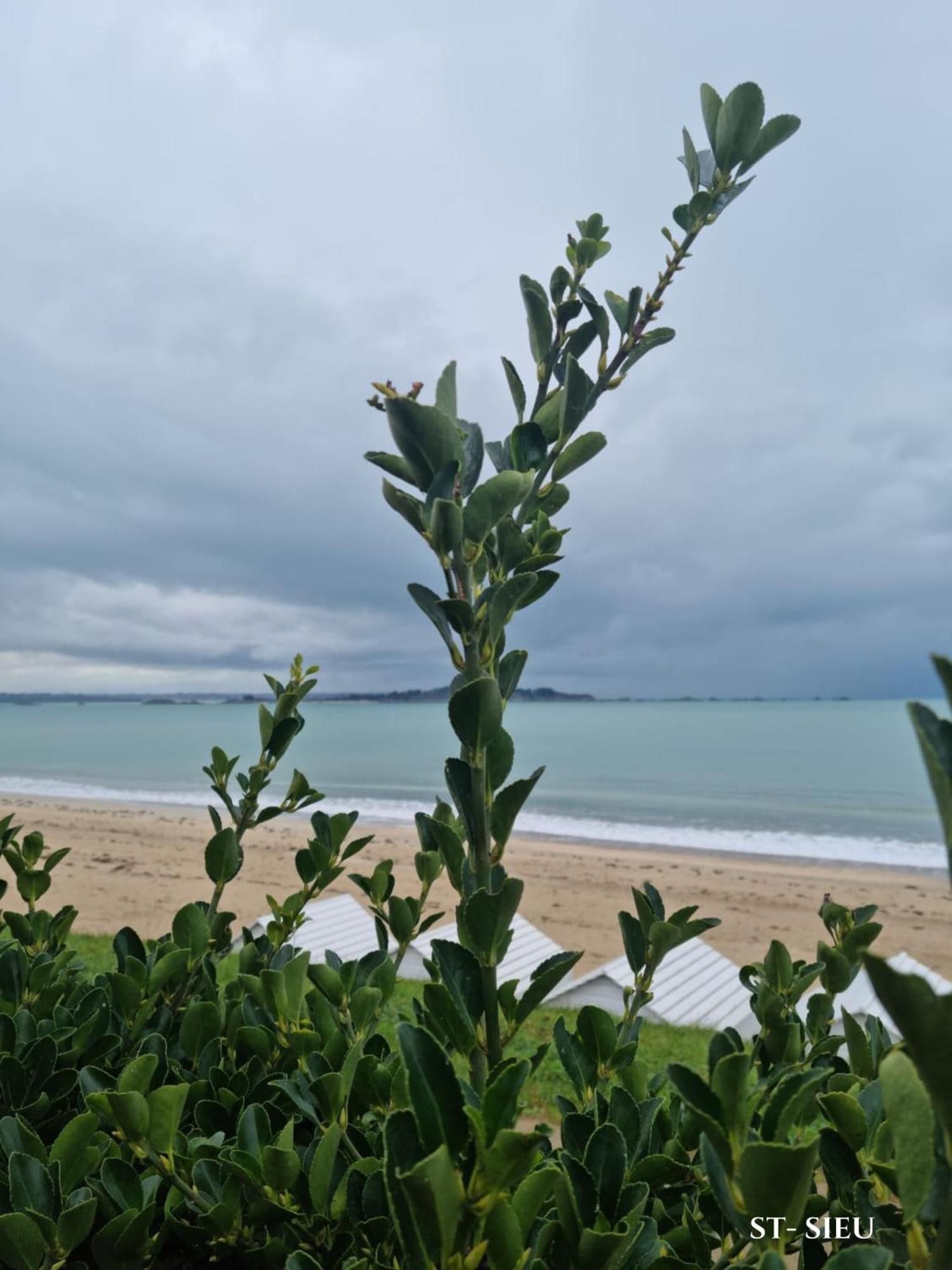 Le Mistral Du Centre Ville ,Chaleureux A 2 Min De La Plage Dinard Exteriör bild
